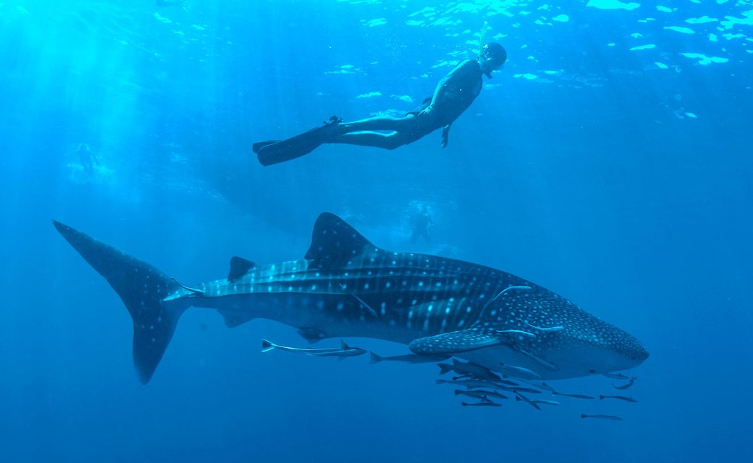 Swimming with the Biggest Fish in the Sea: Whale Shark Encounter!