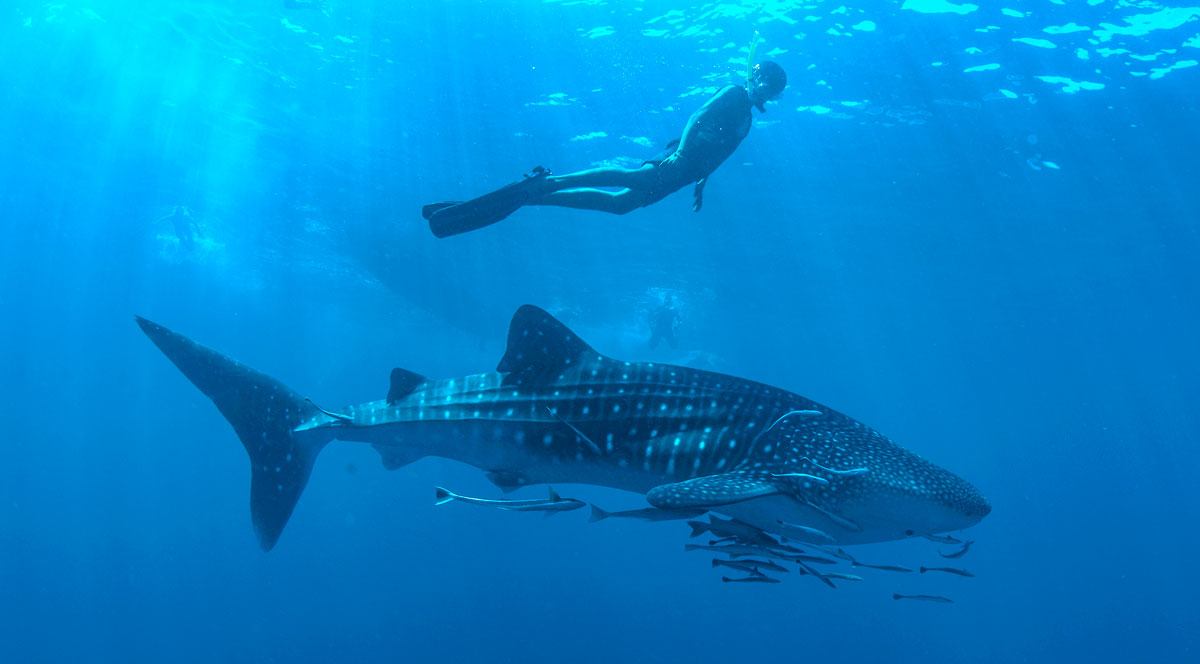 Whale Shark Encounter